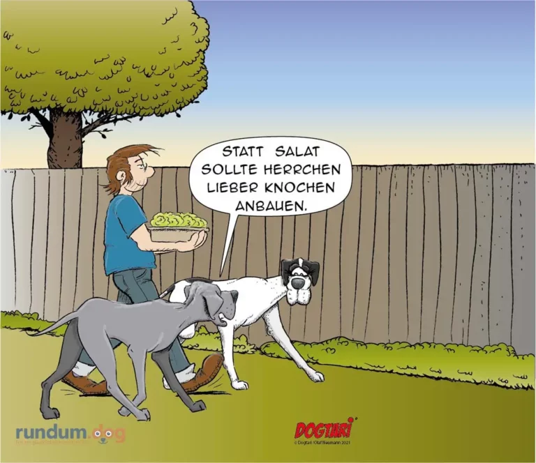 Halter mit Salatschüssel schaut auf zwei Hunde, einer sagt: «Statt Salat sollte Herrchen lieber Knochen anbauen.»