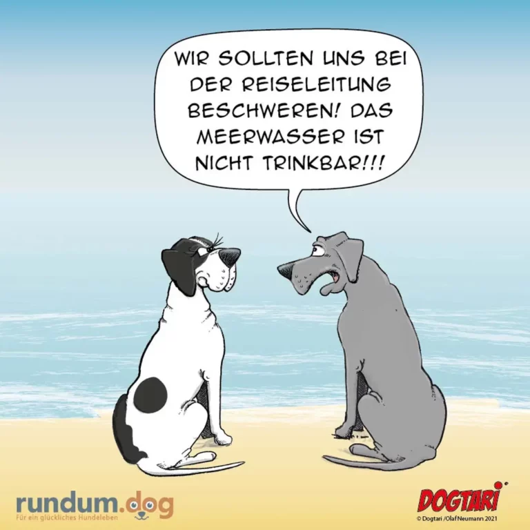 Zwei Hunde sitzen sich am Strand gegenüber. Der weiss-schwarze Hund spricht aufgeregt zum grauen Hund.