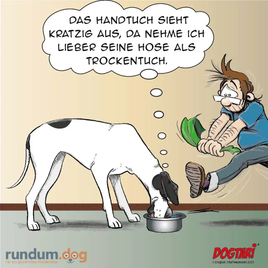 Weisser Hund frisst aus Napf, Halter sitzt daneben mit Handtuch und sagt, er nehme lieber die Hose als Trockentuch