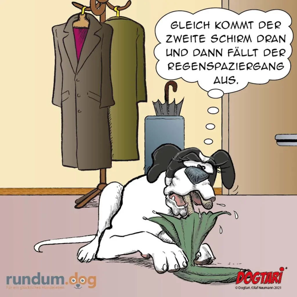 Hund kniet vor Regenschirm in Blumenkasten und leckt diesen ab, während Halter im Hintergrund über Regenschauer spricht