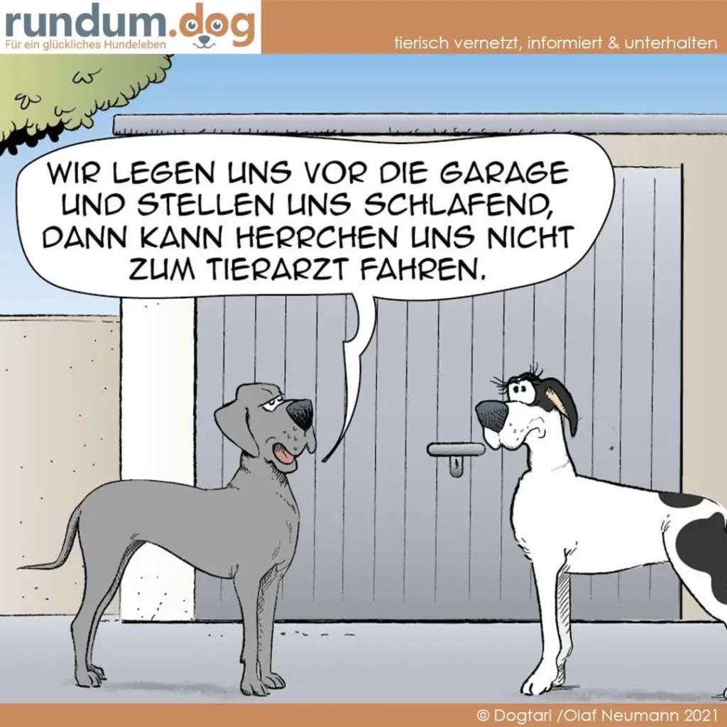 Zwei Hunde in einer Garage: grauer Hund schaut nach oben, weisser Hund mit schwarzen Flecken schaut zur Seite