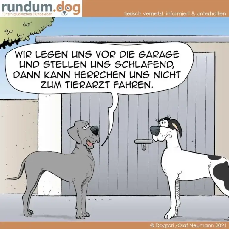 Zwei Hunde in einer Garage: grauer Hund schaut nach oben, weisser Hund mit schwarzen Flecken schaut zur Seite