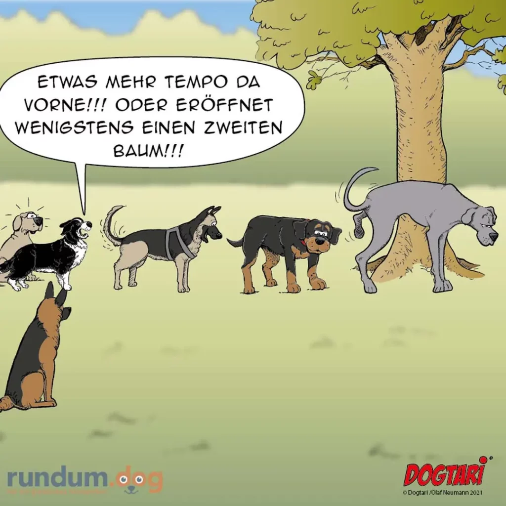 Hundehalter ruft mehreren Hunden zu: «Etwas mehr Tempo da vorne oder eröffnet wenigstens einen zweiten Baum!» – fünf Hunde in unterschiedlichen Positionen beim Markieren