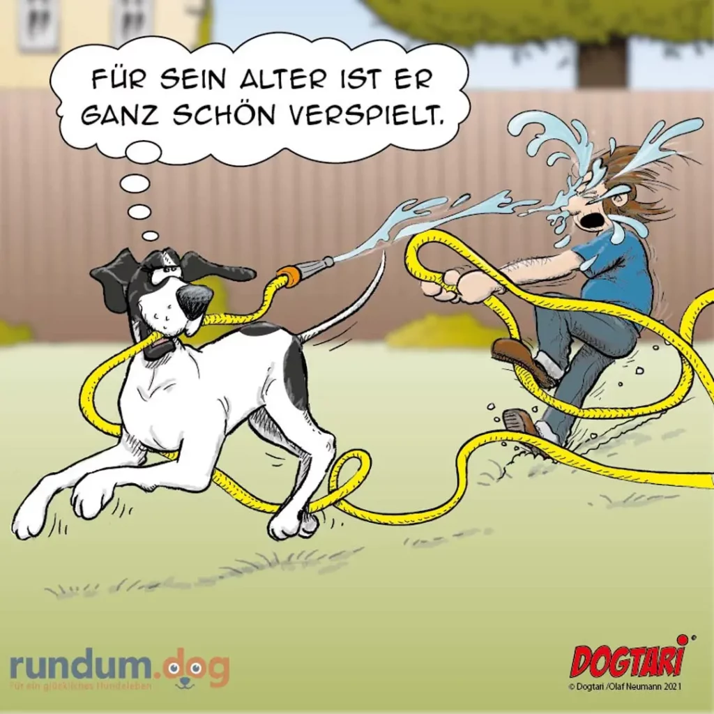 Weiss-schwarzer Hund spritzt Halter mit Gartenschlauch nass, Halter denkt: «Für sein Alter ist er ganz schön verspielt»