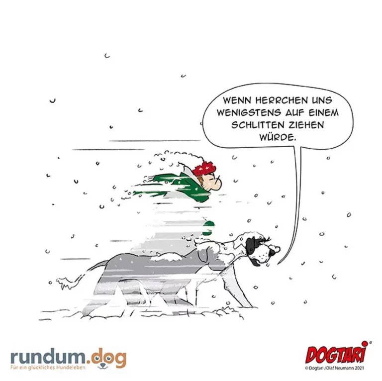 Hund liegt im Schnee und schaut auf eine Person in grüner Jacke, die auf einem Schlitten davonfährt