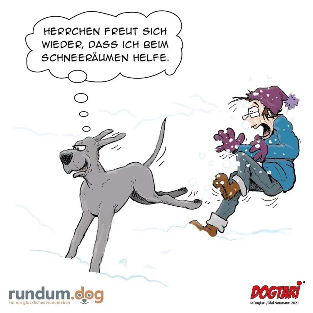 Grauer Hund im Schnee denkt: «Herrchen freut sich wieder, dass ich beim Schneeräumen helfe.» Person mit Schneeschaufel kämpft im Hintergrund gegen Schnee an.