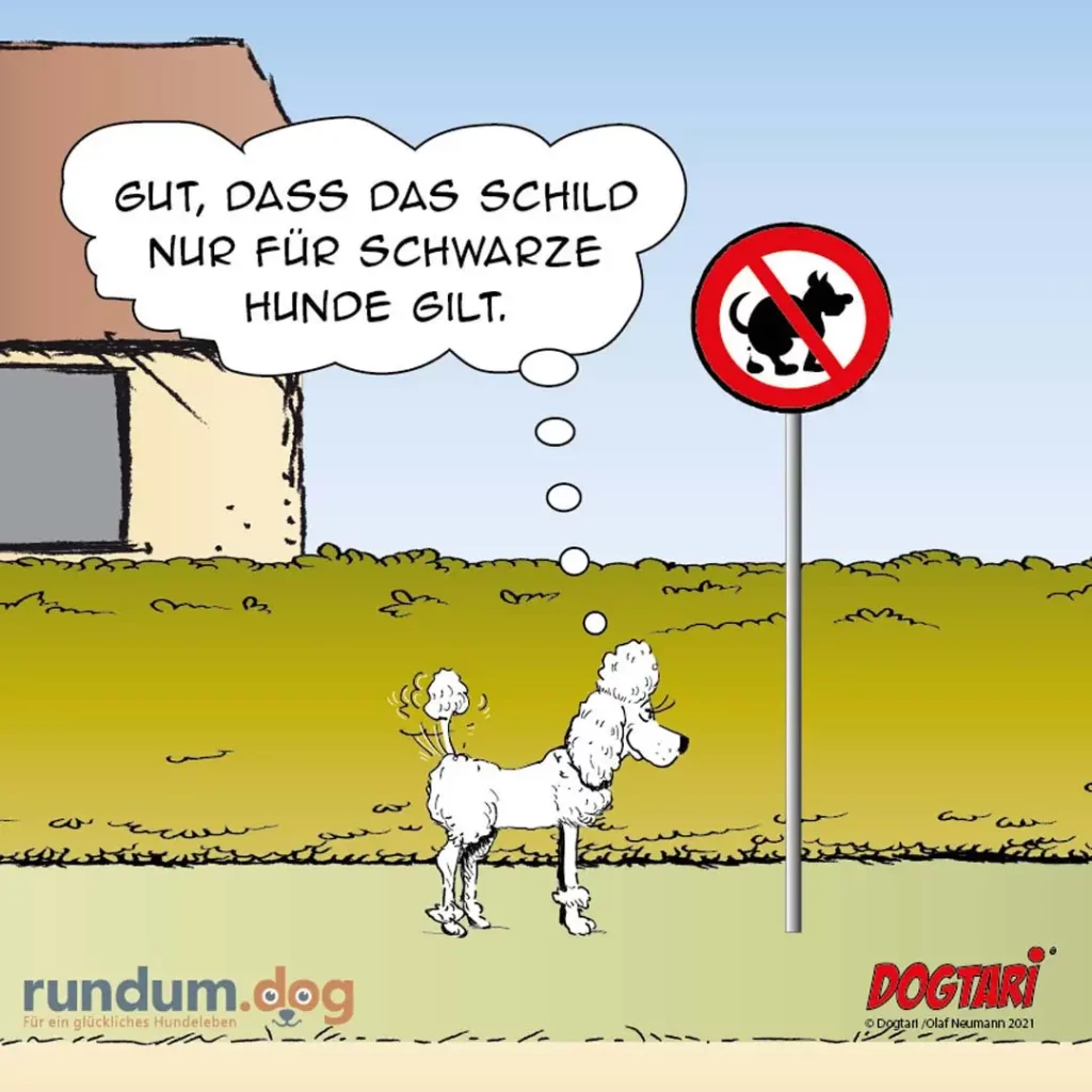 Weisser Pudel steht vor Schild mit Hundeverbot-Symbol, Hausbesitzer ruft vom Dach herab