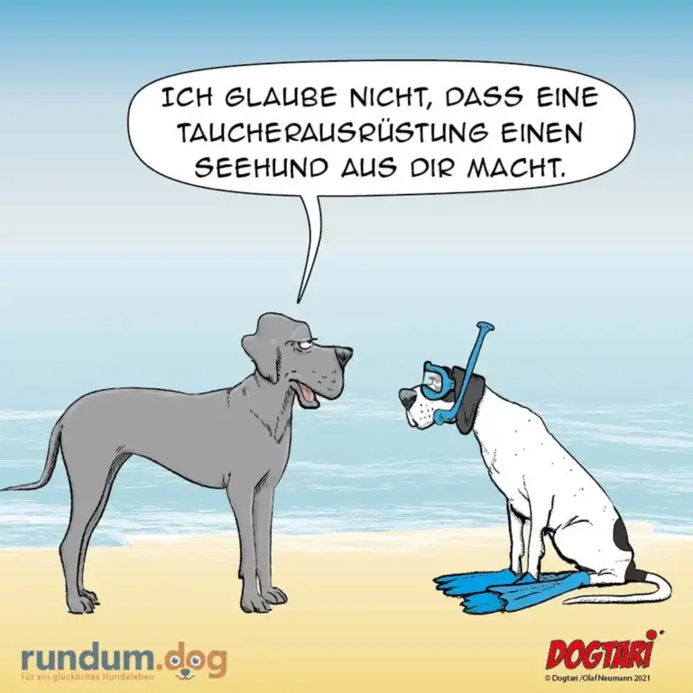 Grauer Hund am Strand spricht zu weissem Hund mit Tauchausrüstung: «Ich glaube nicht, dass eine Taucherausrüstung einen Seehund aus dir macht.»