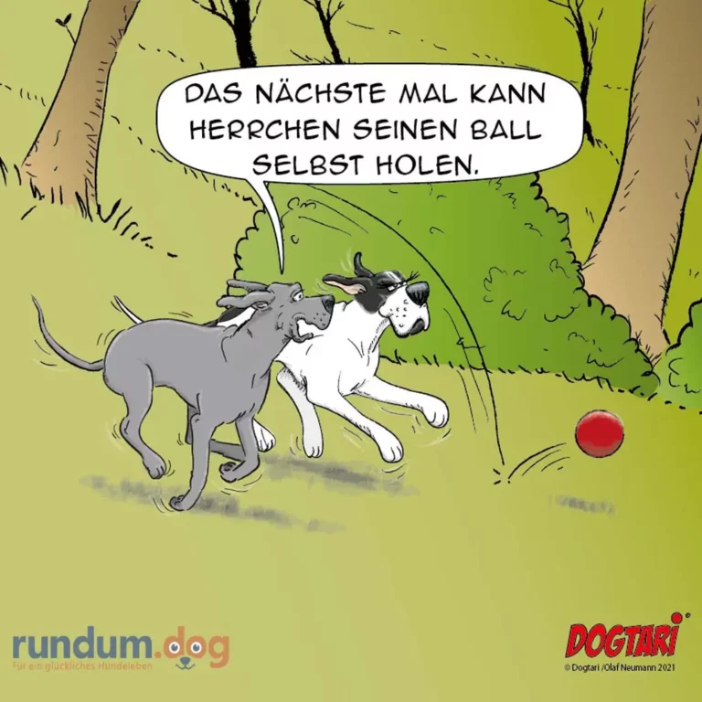 Zwei Hunde rennen nach einem roten Ball, einer ruft dem anderen zu: 'Das nächste Mal kann Herrchen seinen Ball selbst holen.'