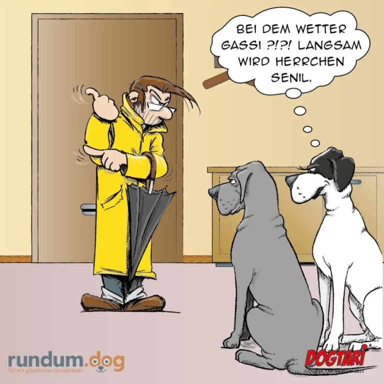 Mann in gelbem Regenmantel hält zwei nasse Hunde, die ihn aus der Tür anschauen. Zwei weitere Hunde sitzen drinnen und denken über Regenwetter nach.