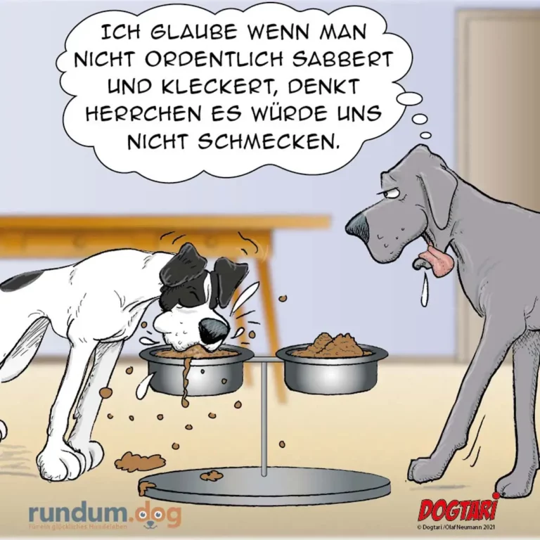 Weisser Hund isst aus Napf und kleckert, grauer Hund schaut zu und denkt nachdenklich