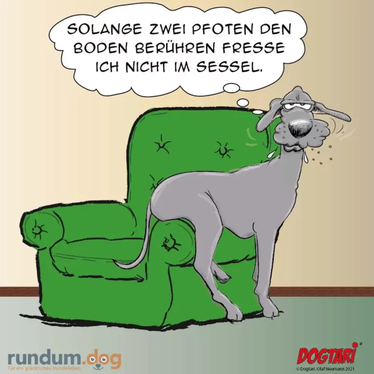 Grauhund sitzt auf grünem Sessel und denkt: 'Solange zwei Pfoten den Boden berühren fresse ich nicht im Sessel.'