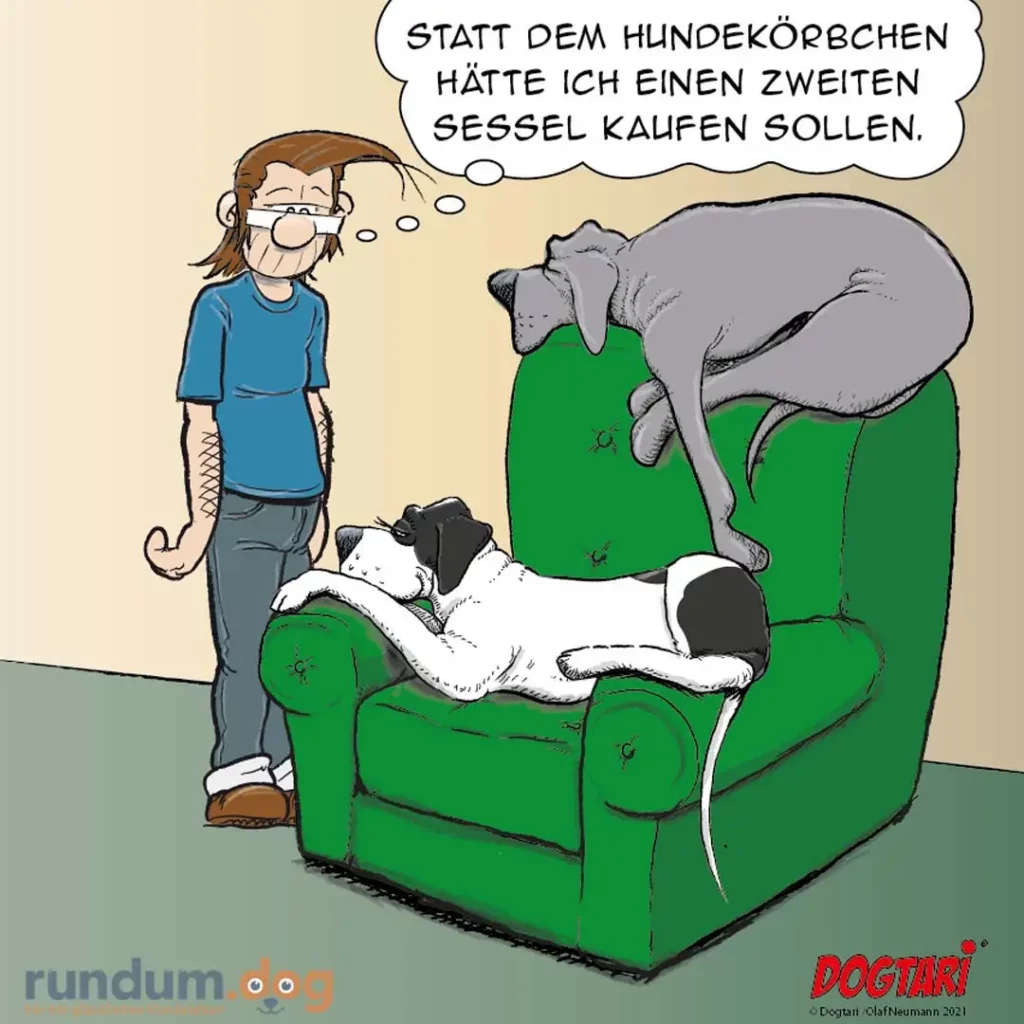 Halter sitzt neben grünem Sessel, auf dem zwei Hunde liegen – einer weiss-schwarz, einer grau. Halter denkt: Statt dem Hundekörbchen hätte ich einen zweiten Sessel kaufen sollen.