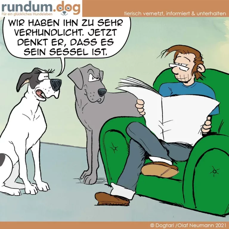 Zwei Hunde sitzen auf grünem Sofa neben Mann mit Papier. Weisser Hund links schaut den grauen Hund an, der den Mann anstarrt.