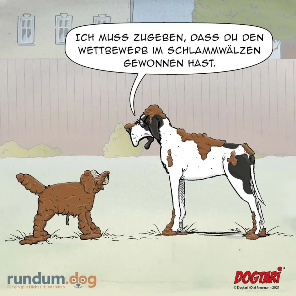 Braun-weisser Hund spricht zu kleinerem braunem Hund: «Ich muss zueben, dass du den Wettbewerb im Schlammwälzen gewonnen hast.»