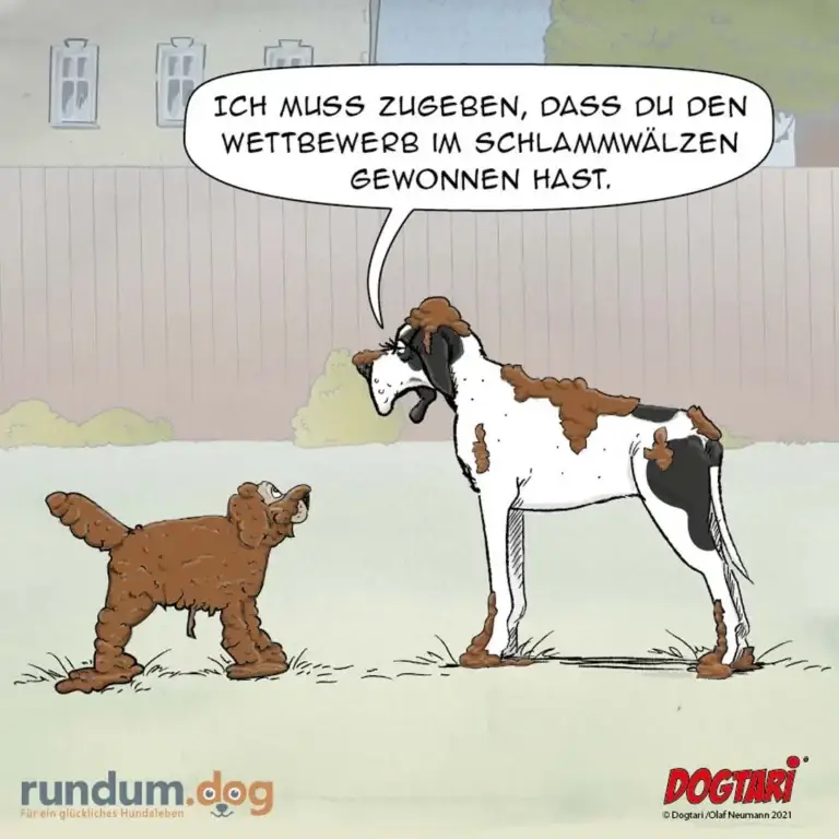 Braun-weisser Hund spricht zu kleinerem braunem Hund: «Ich muss zueben, dass du den Wettbewerb im Schlammwälzen gewonnen hast.»
