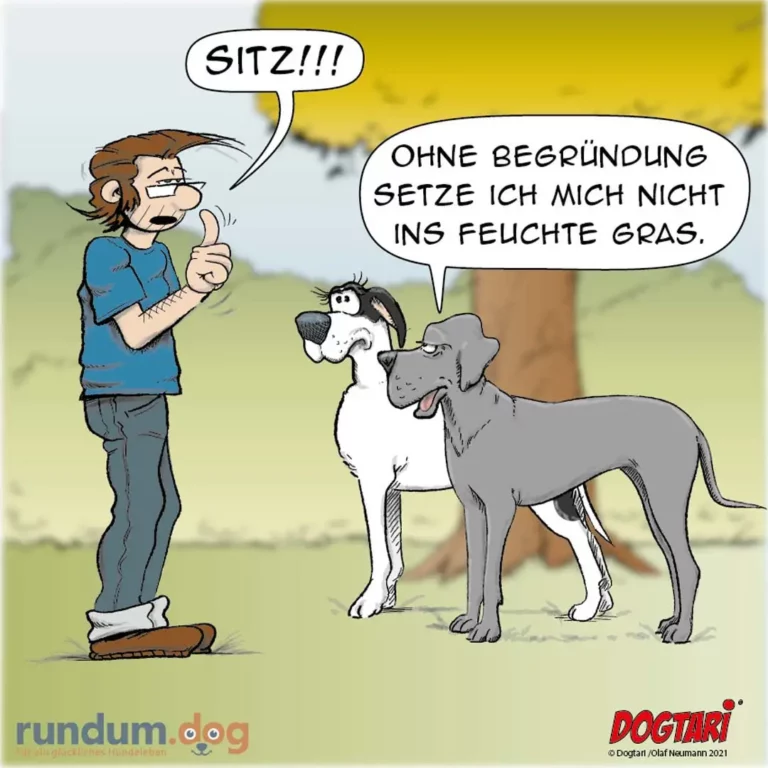 Hundehalter ruft «Sitz!!!» mit Daumen nach oben, zwei Hunde stehen nebeneinander, einer antwortet: «Ohne Begründung setze ich mich nicht ins feuchte Gras»