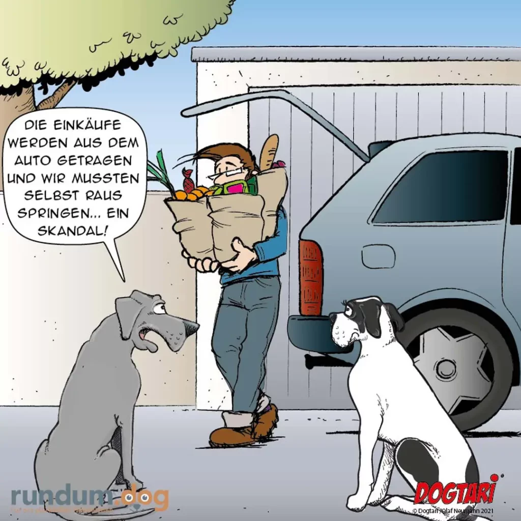 Zwei Hunde beobachten einen Halter, der mit vollgepackten Einkaufstaschen aus dem Auto steigt und laut schimpft