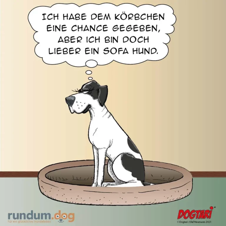 Schwarz-weisser Hund sitzt in rundem Hundebett und schaut nachdenklich nach oben