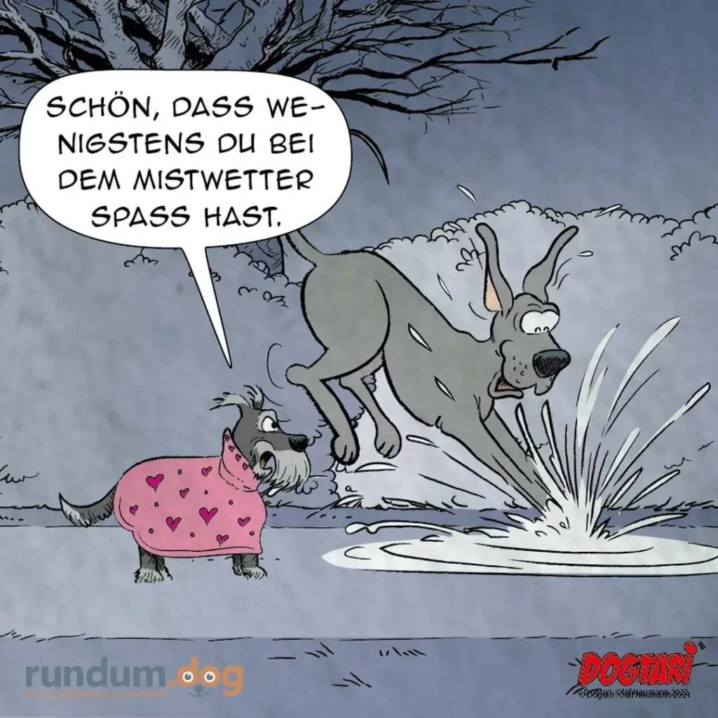 Kleiner Hund in rosa Mantel mit Herzchen schaut zu grösserem Hund, der beim Springen in Pfütze spritzt, Sprechblase: «Schön, dass wenigstens du bei dem Mistwetter Spass hast»