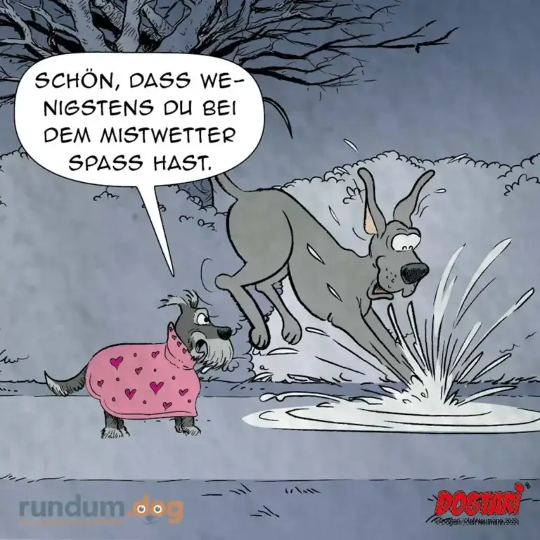 Kleiner Hund in rosa Mantel mit Herzchen schaut zu grösserem Hund, der beim Springen in Pfütze spritzt, Sprechblase: «Schön, dass wenigstens du bei dem Mistwetter Spass hast»