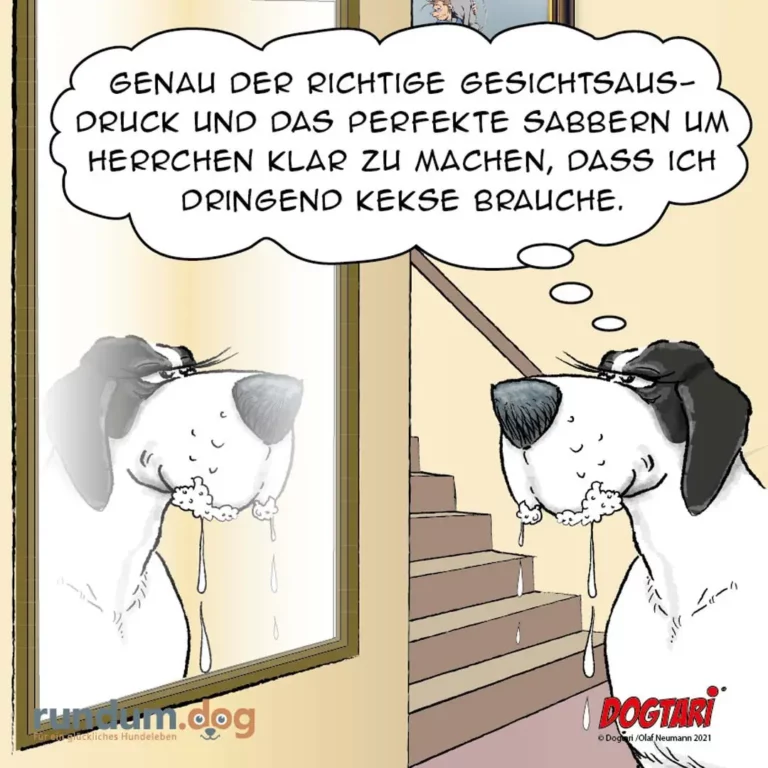 Zwei Hunde vor einem Spiegel, einer leckt sich ab, der andere schaut sein Spiegelbild an und denkt nachdenklich