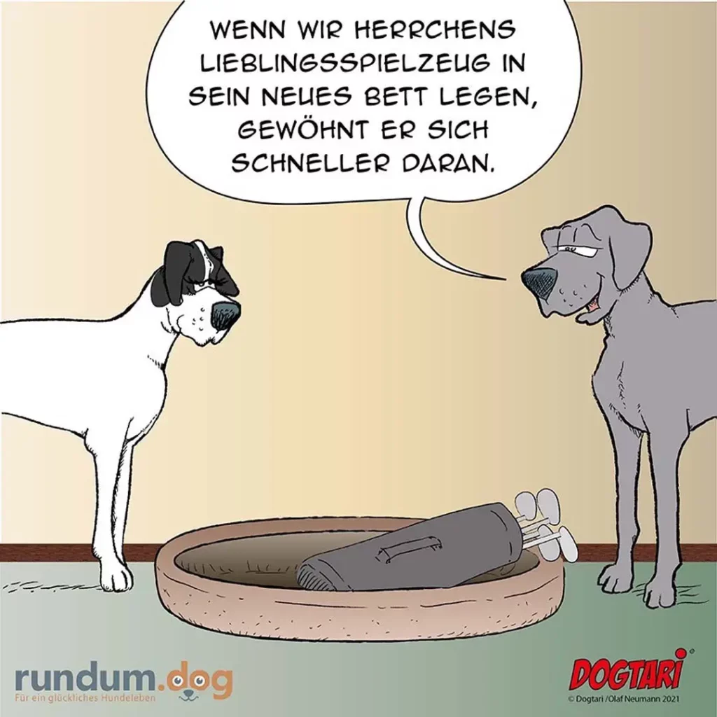 Zwei Hunde stehen neben einem Hundebett, in dem ein Herrschen-Spielzeug liegt. Der weisse Hund spricht zum grauen Hund.
