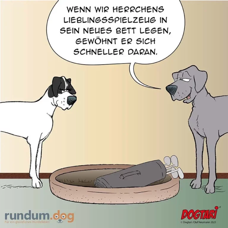 Zwei Hunde stehen neben einem Hundebett, in dem ein Herrschen-Spielzeug liegt. Der weisse Hund spricht zum grauen Hund.