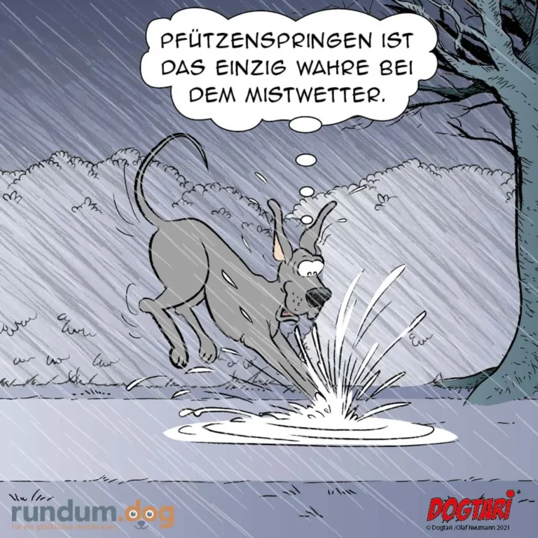 Hund springt in eine Pfütze und spritzt Wasser in alle Richtungen, Regenwetter im Hintergrund