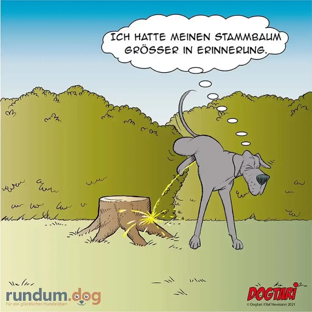 Hund an Leine zieht kraftvoll an einem Baumstamm, denkt: «Ich hatte meinen Stammbaum grösser in Erinnerung»