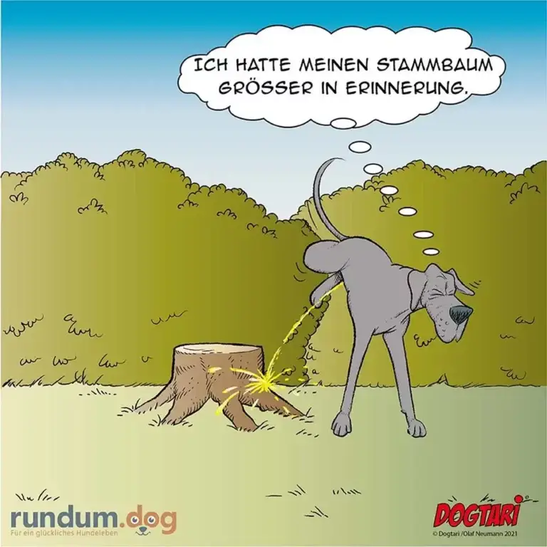 Hund an Leine zieht kraftvoll an einem Baumstamm, denkt: «Ich hatte meinen Stammbaum grösser in Erinnerung»