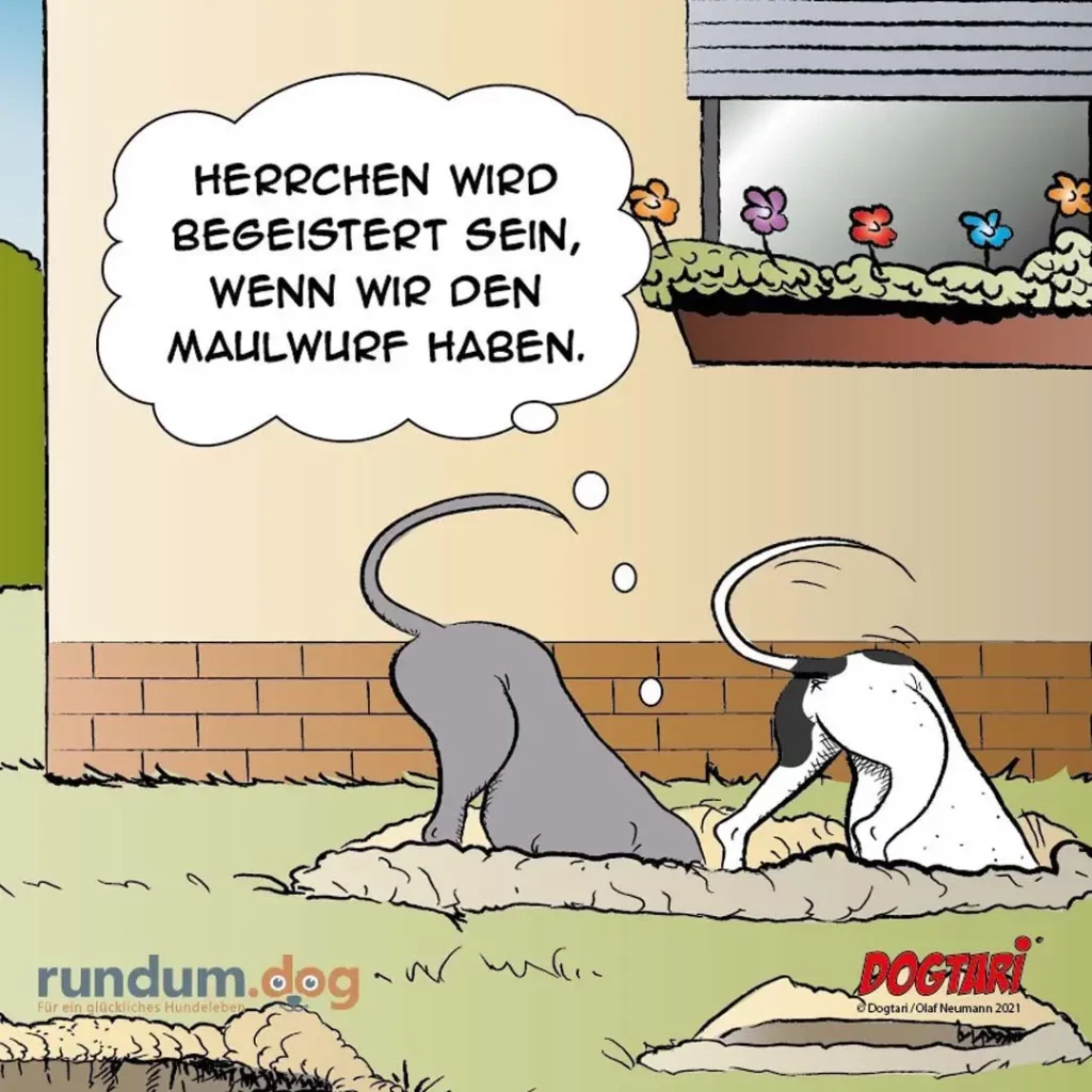 Zwei Hunde graben gemeinsam ein Loch im Garten, einer spricht von begeisterten Herren beim Maulwurfgraben
