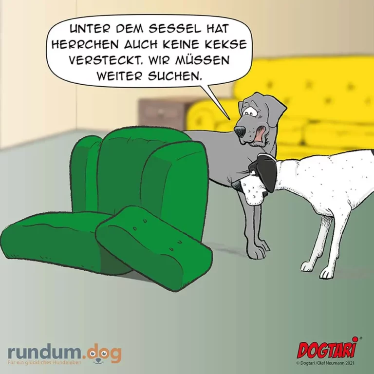 Grauer Hund sitzt auf grauem Sessel, weisser Hund darunter: «Unter dem Sessel hat Herrchen auch keine Kekse versteckt. Wir müssen weiter suchen.»