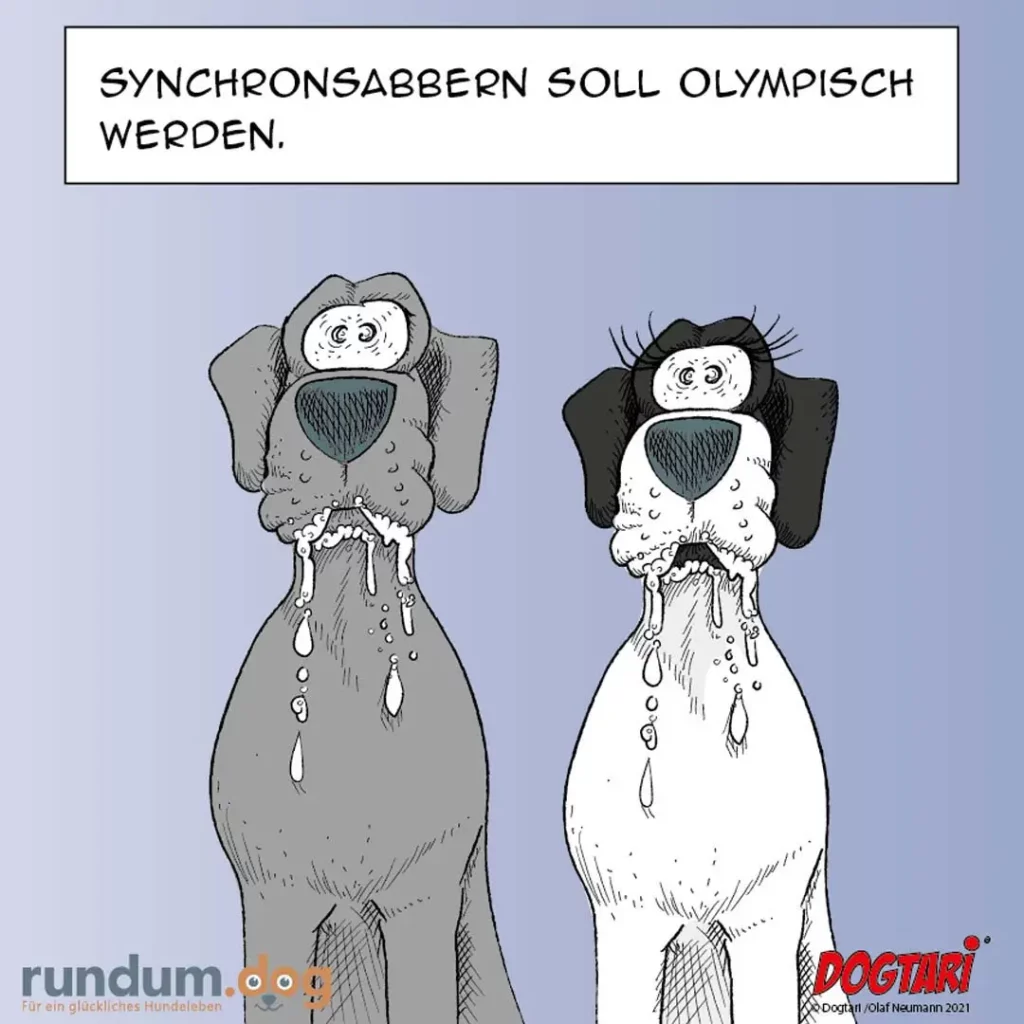 Zwei Hunde in synchronisierter Position: einer grau, einer schwarz-weiss, beide tropfen Speichel, beide blicken konzentriert geradeaus