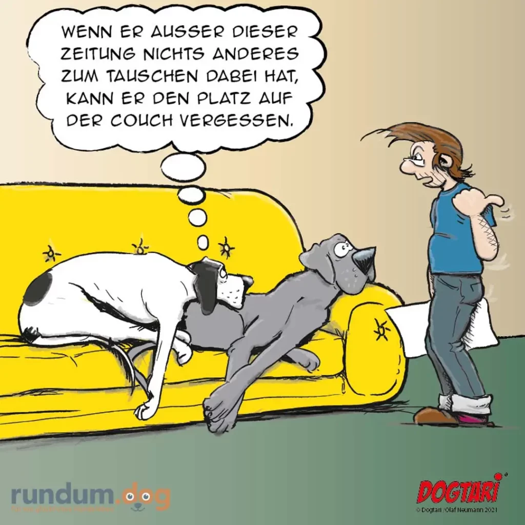 Zwei Hunde auf gelbem Sofa, einer liegt, einer streckt sich aus. Halter steht daneben und denkt über Couchplatz-Regeln nach.