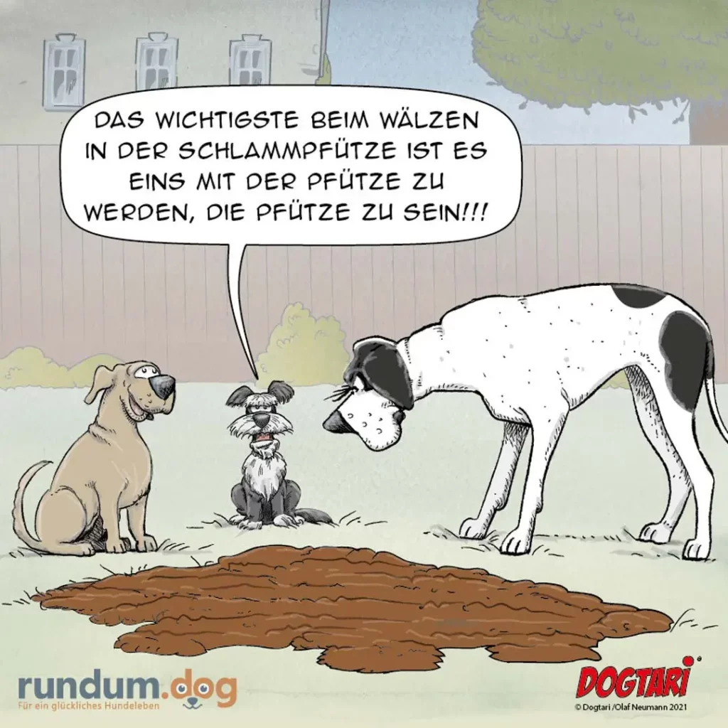Grosser weisser Hund erklärt zwei kleineren Hunden die Wichtigkeit von Pfützen beim Wälzen in der Schlammfütze