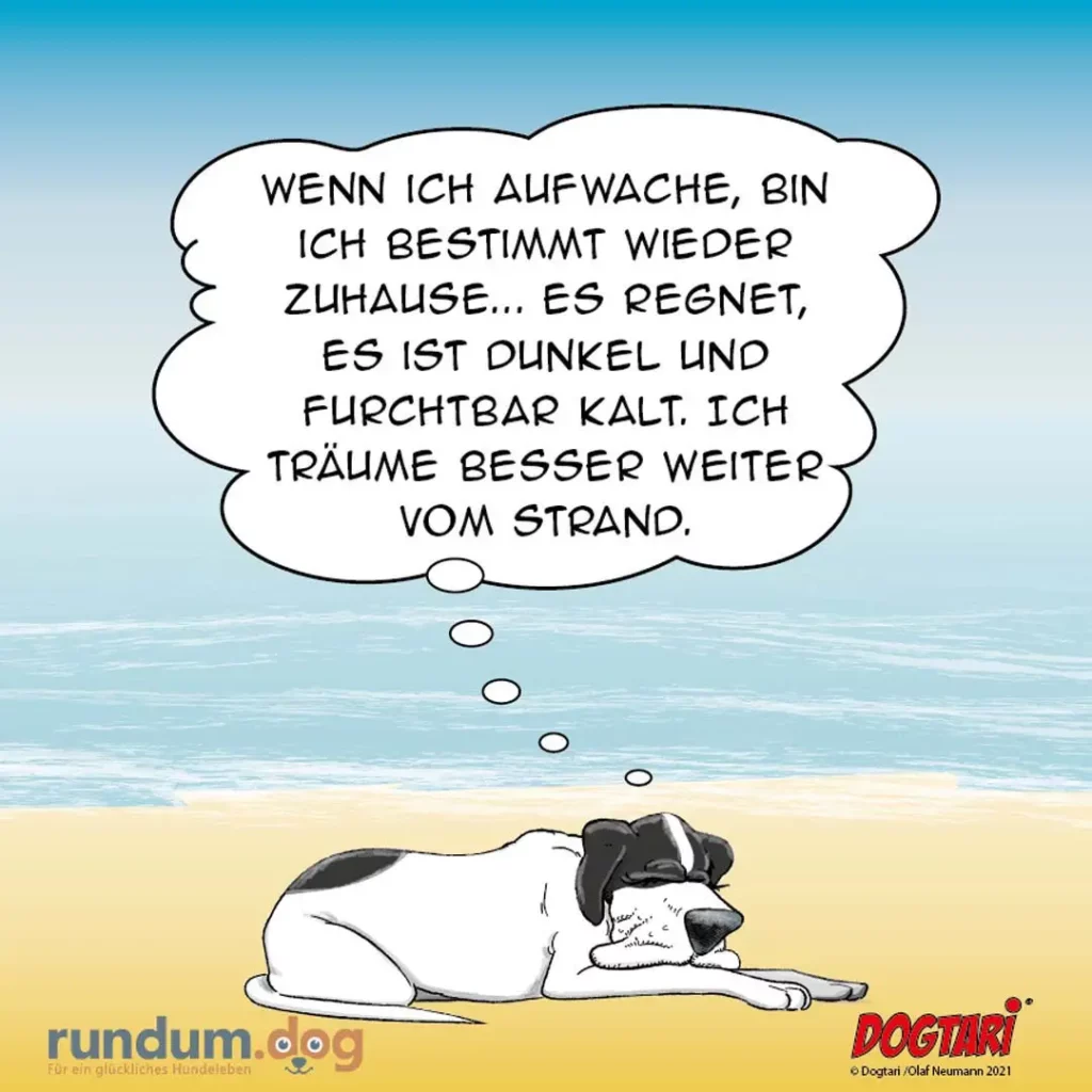 Hund liegt am Strand und denkt darüber nach, zuhause zu bleiben, weil es regnet und kalt ist