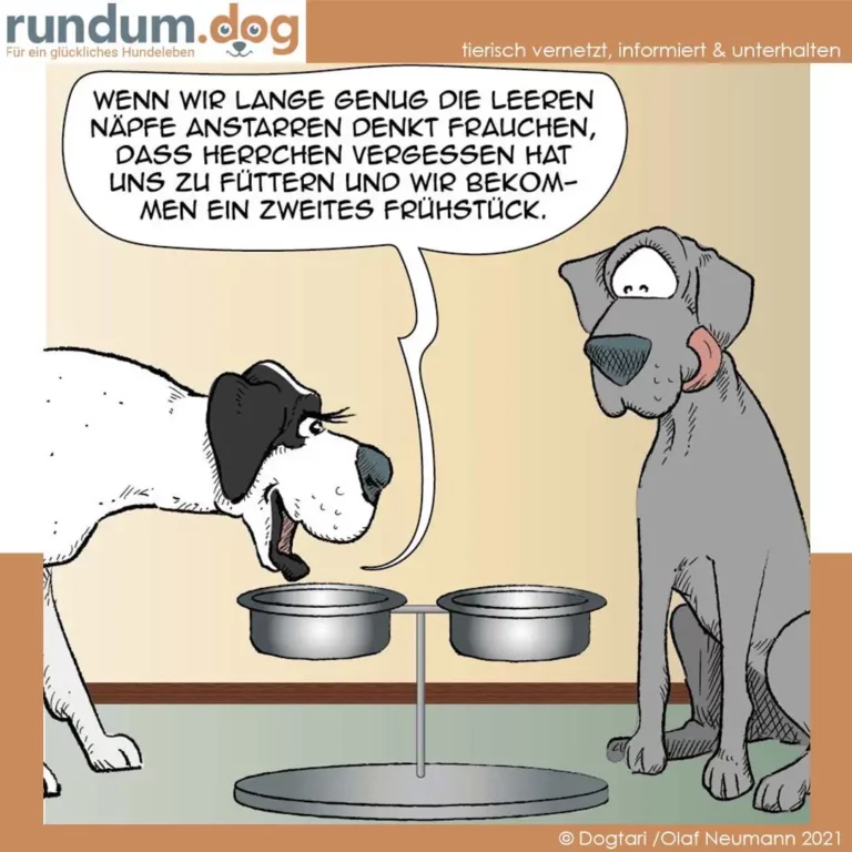 Kleiner schwarzweisser Hund spricht zu grauem Hund: Beide stehen vor zwei Futternäpfen, der kleine Hund deutet auf die Näpfe
