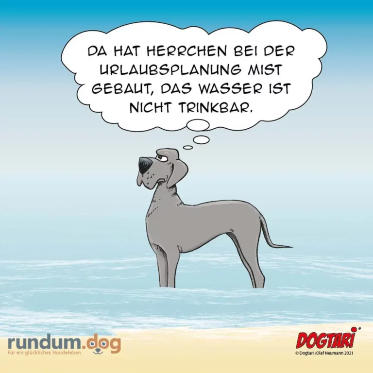 Hund steht im Meer und denkt: «Da hat Herrchen bei der Urlaubsplanung mist gebaut, das Wasser ist nicht trinkbar.»