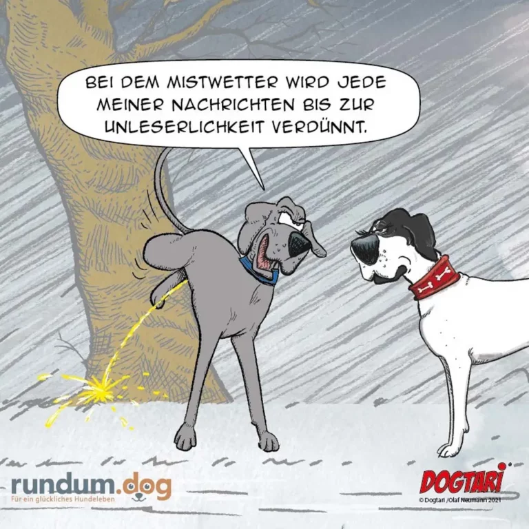Grauer Hund pinkelt an Baum und spricht zu weissem Hund: «Bei dem Mistwetter wird jede meiner Nachrichten bis zur Unlesbarkeit verdünnt.»