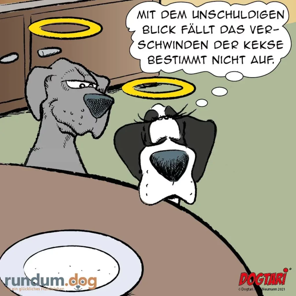 Grauer Hund mit Heiligenschein spricht zu schwarz-weissem Hund: «Mit dem unschuldigen Blick fällt das Verschwinden der Kekse bestimmt nicht auf.»