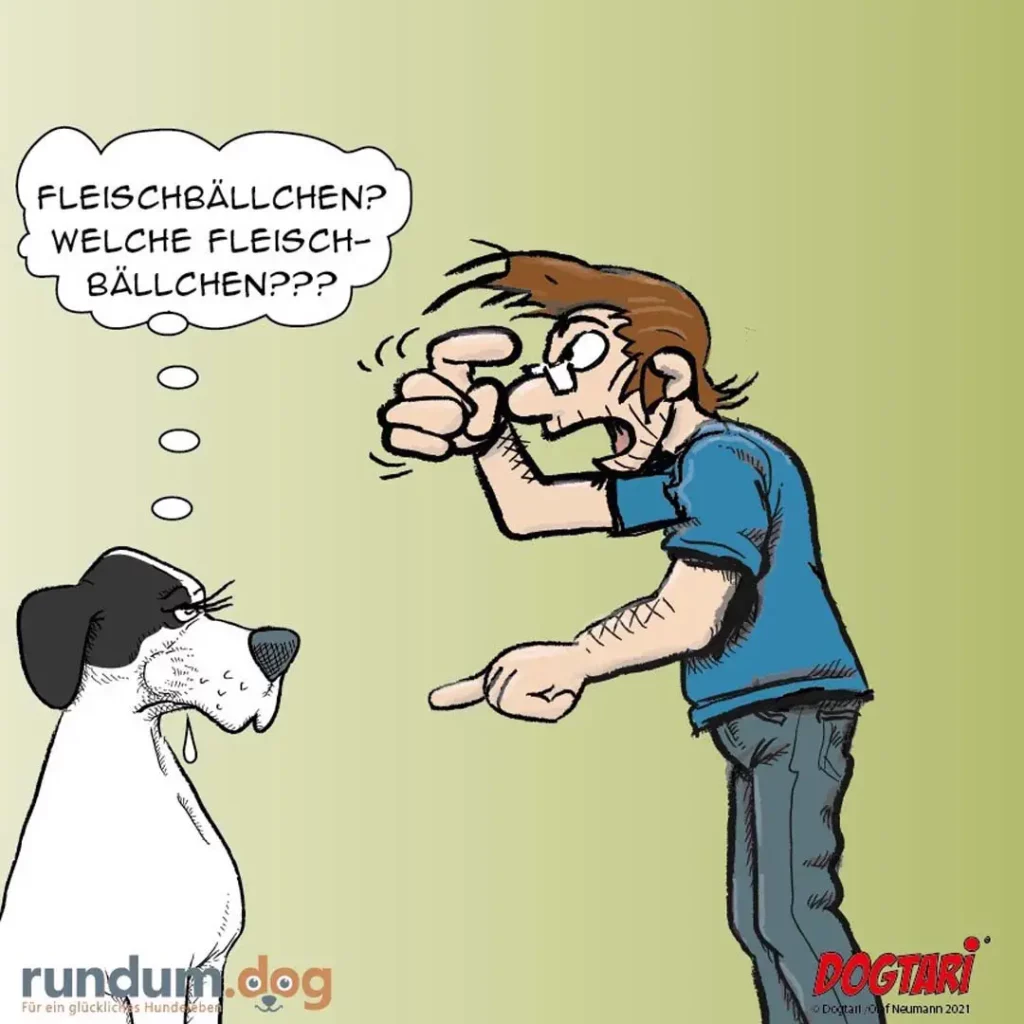 Mann in blauem Shirt hält zwei Fleischbällchen hoch und fragt fragend, schwarzweisser Hund schaut konzentriert nach oben