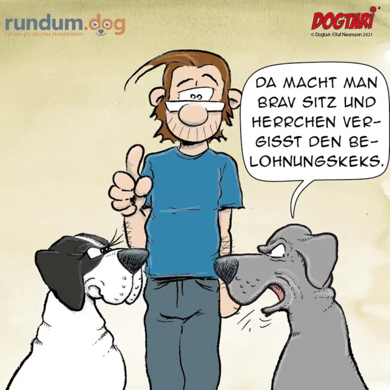 Mann mit Brille und blauem Shirt macht Daumen-hoch-Geste zwischen zwei Hunden, die ihn anschauen