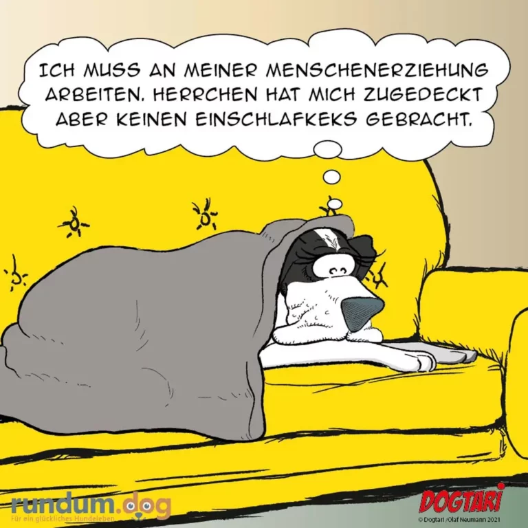Hund liegt auf gelbem Sofa unter grauer Decke, schaut aus dem Fenster zur Sonne und denkt über seine Menschenerziehung nach