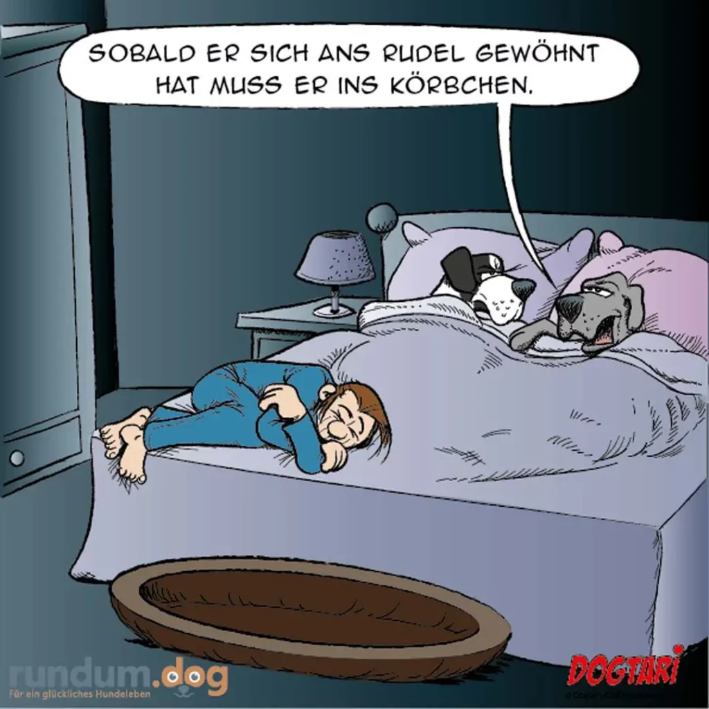 Mann schläft auf Bodenkissen neben Bett, während zwei Hunde gemütlich im Bett liegen und einer spricht