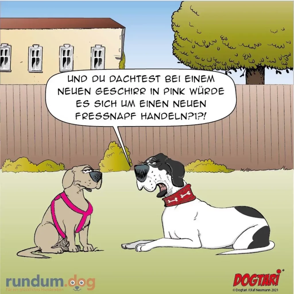 Zwei Hunde unterhalten sich im Garten: Ein Hund im pinken Geschirr sitzt, der andere liegt entspannt und spricht zu ihm
