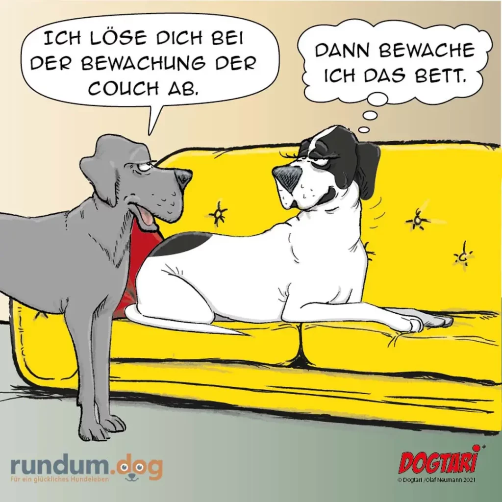Grauer Hund steht vor gelber Couch und sagt zum weiss-schwarzen Hund: «Ich löse dich bei der Bewachung der Couch ab.» Dieser antwortet: «Dann bewache ich das Bett.»