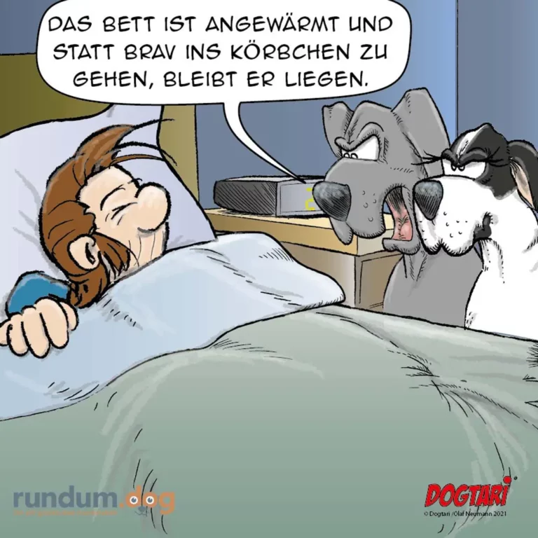 Mann im Bett sagt zum Hund: «Das Bett ist angewärmt und statt Brav ins Körperchen zu gehen, bleibt er liegen.» Hund schaut skeptisch zurück.