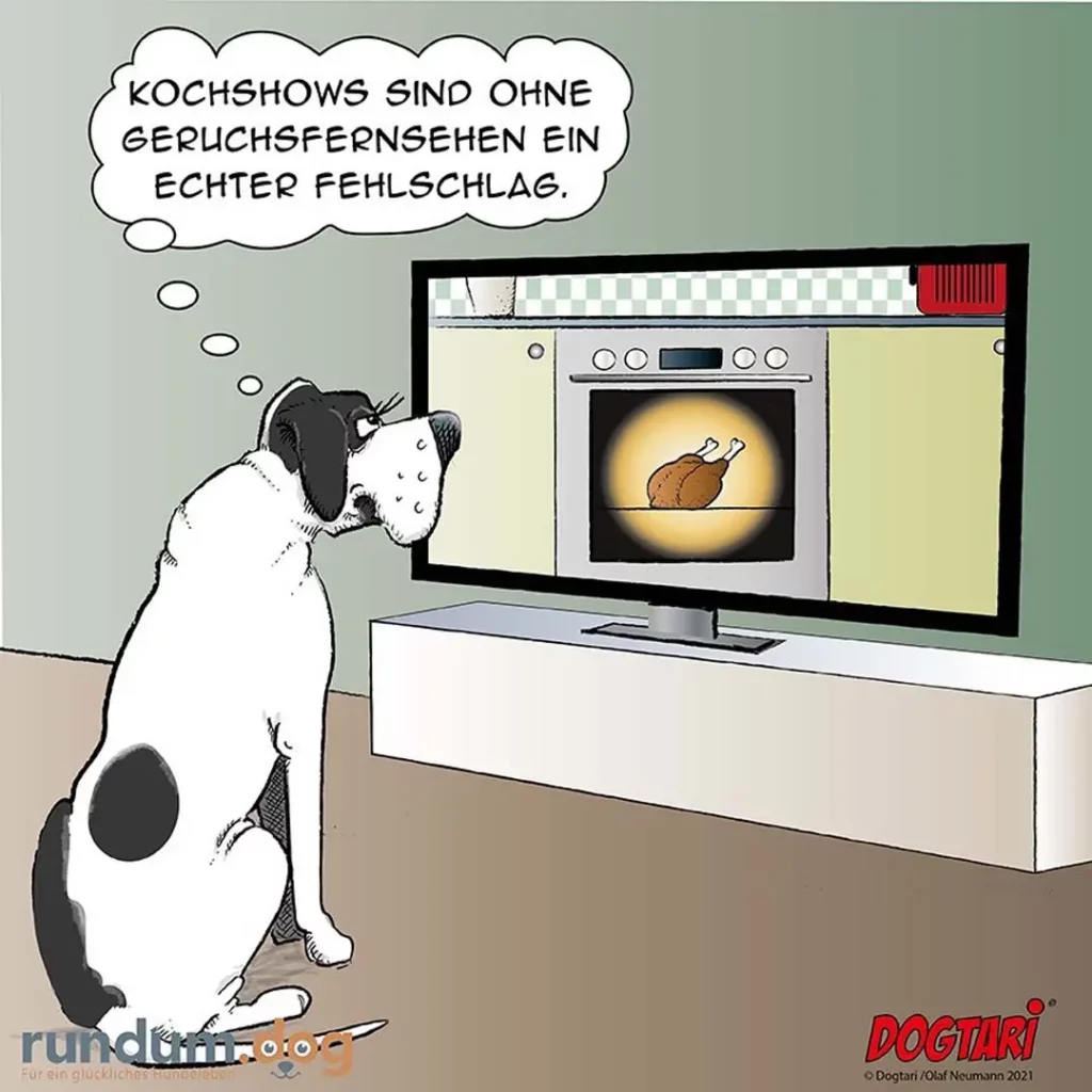Schwarz-weisser Hund sitzt vor Fernseher und schaut Kochshow mit gebratenenem Huhn, denkt: Kochshows sind ohne Geruchsfernseh ein echter Fehlschlag