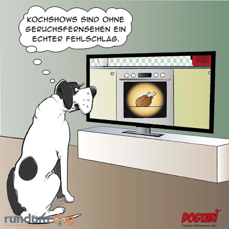 Schwarz-weisser Hund sitzt vor Fernseher und schaut Kochshow mit gebratenenem Huhn, denkt: Kochshows sind ohne Geruchsfernseh ein echter Fehlschlag